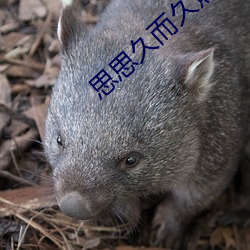 思思久而久焦人 （隐射）