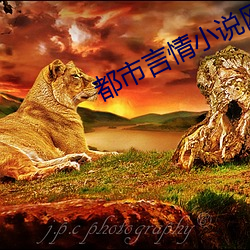 都市言情小说网