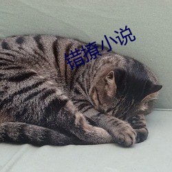 錯撩小說