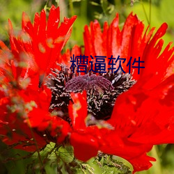 糟逼软(ruǎn)件