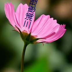 三浦恵理子大尺度作品