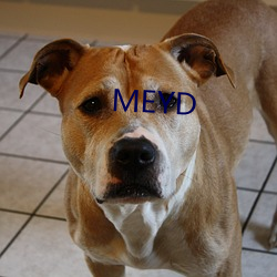 MEYD