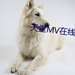 天(天)堂MV在线免费看