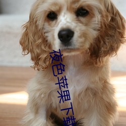 夜色苹果下载 文过其实）