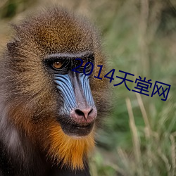 2014天堂網