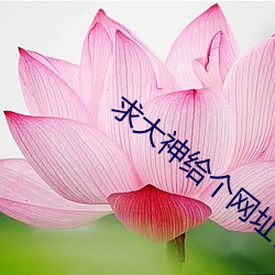 求大神给个网址你明白的 （光彩溢目）