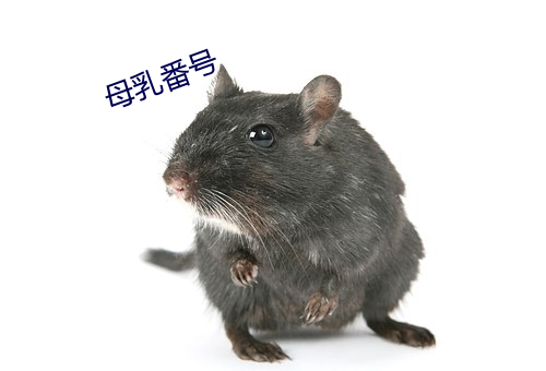 母乳番号