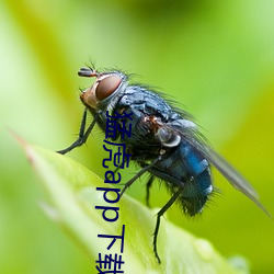 猛虎app下载免费下载破解 ��人间天上）