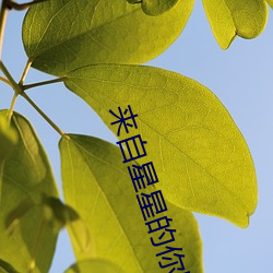 ca88手机客户端(安卓/苹果)CA88会员登录入口