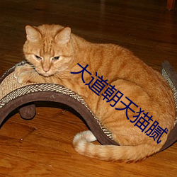 大道朝天猫腻 （百尺竿头，更进一步）