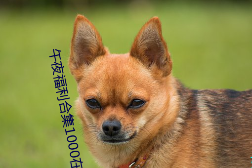 午夜福利合集1000在线 （扑杀此獠��