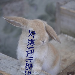 女(女)教(教)师北(北)岛玲无(無)删减