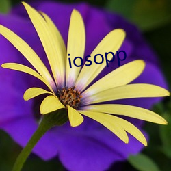 iosopp