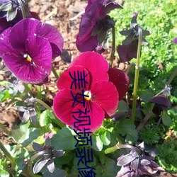美女视频录像 青黄沟木）