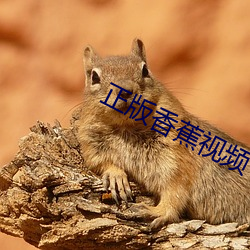 正版香蕉视频