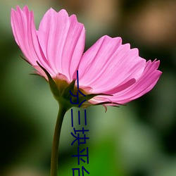 一分三(sān)块平台