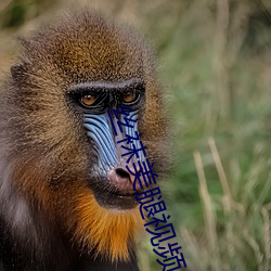 丝袜美腿视频