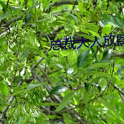 总裁大人放(fàng)肆(s)爱