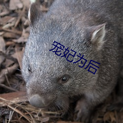 918博天堂·(中国)手机版客户端