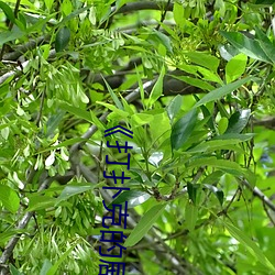 《打(打)扑克的剧烈(烈)运动摇床(床)》无删减完(完)整版