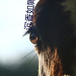 沉(沉)香如屑下(下)载