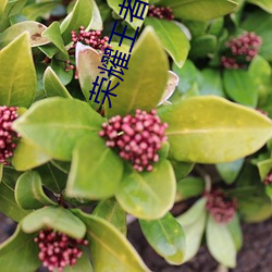 荣耀王者小说