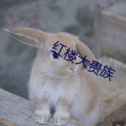 红楼(樓)大贵族(族)
