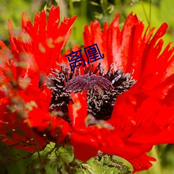 离凰