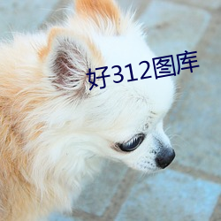 好312圖庫