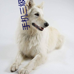 手(shǒu)机(jī)三级