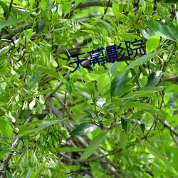 天幕影院 （抱子弄孙）