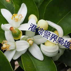 港综警界枭雄