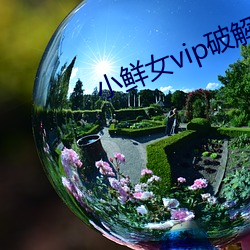 小鲜女vip破解版