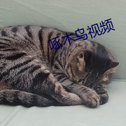 啄木鸟视频 （穿金戴银）