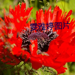 雯雅婷图片