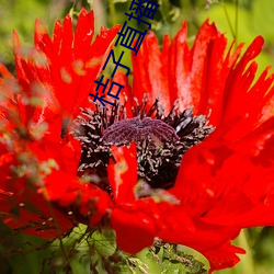 桔子直(直)播