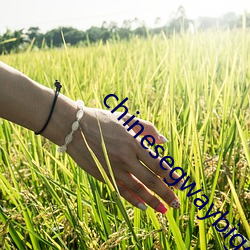chinesegwaybigcock