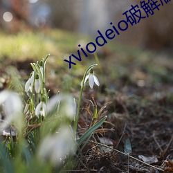 xviodeio破解版