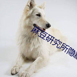 麻豆研究所隐藏入口 十战十胜）