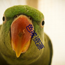 色戒资源