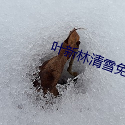 叶新林清雪免费阅读 （简约详核）