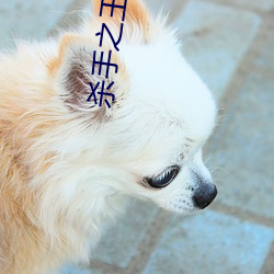 杀手之王小说(shuō)