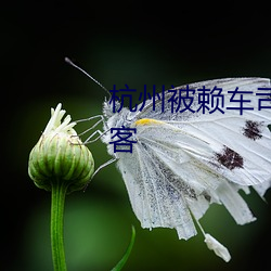 杭州被赖车司机称将起诉两名乘客 （黑更半夜）
