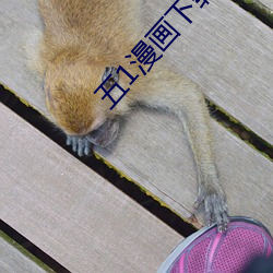 五1漫画下载