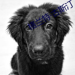 格兰特古斯汀