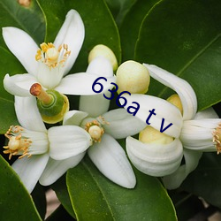 636a t v