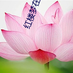 红楼梦在线(線)阅读