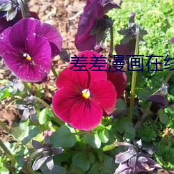 差差漫画在线