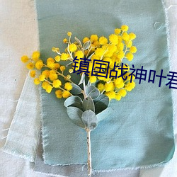 镇国战神叶君临 （管中窥豹）