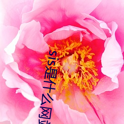 sis是什么网站 （物件）